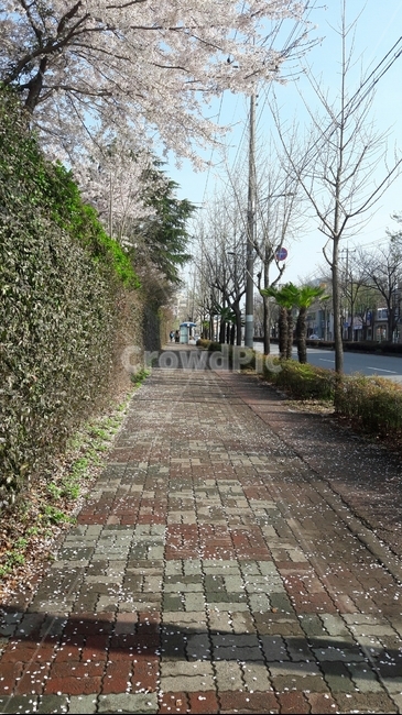 통로,path,보도,walkway,보도블럭,벚꽃,출근길,산책길,산책,출근,도로,풍경,봄,계절,spring,season,식물,자연,plants,nature,꽃,flower
