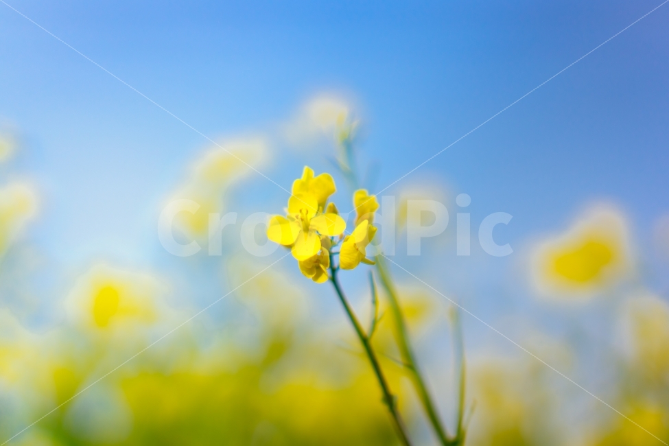 화명생태공원,유채꽃,유채화,꽃,배경사진,식물,자연,plants,nature,꽃,flower,감성,sensible,feeling