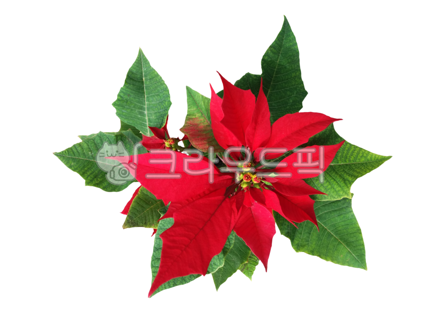 크리스마스,꽃,포인세티아,크리스마스꽃,잎,식물,leaf,화원