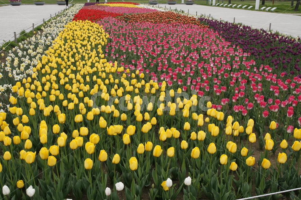 튤립,꽃,봄꽃,축제,식물,봄,계절,spring,season,식물,자연,plants,nature,꽃,flower,plant,blossom