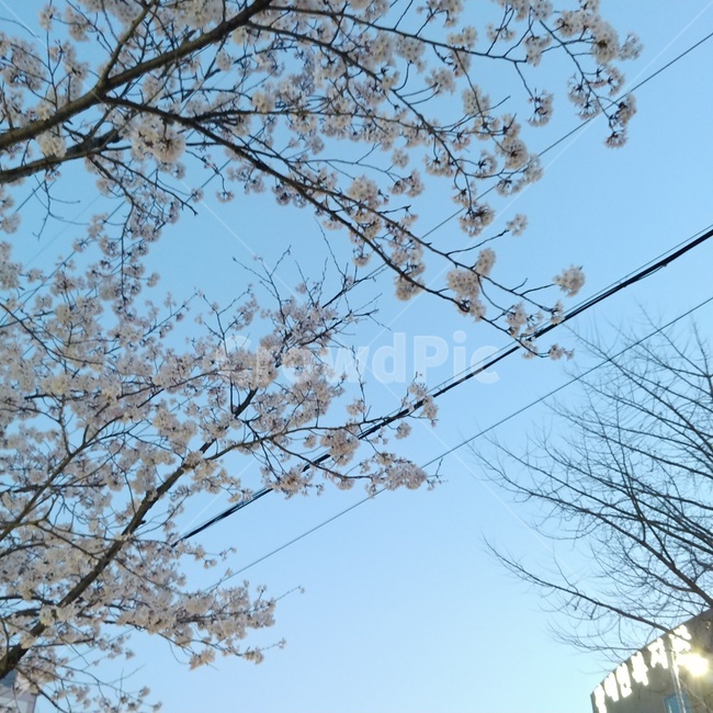 벚꽃,벚꽃나무,하늘,선,맑은,식물,자연,plants,nature,꽃,flower