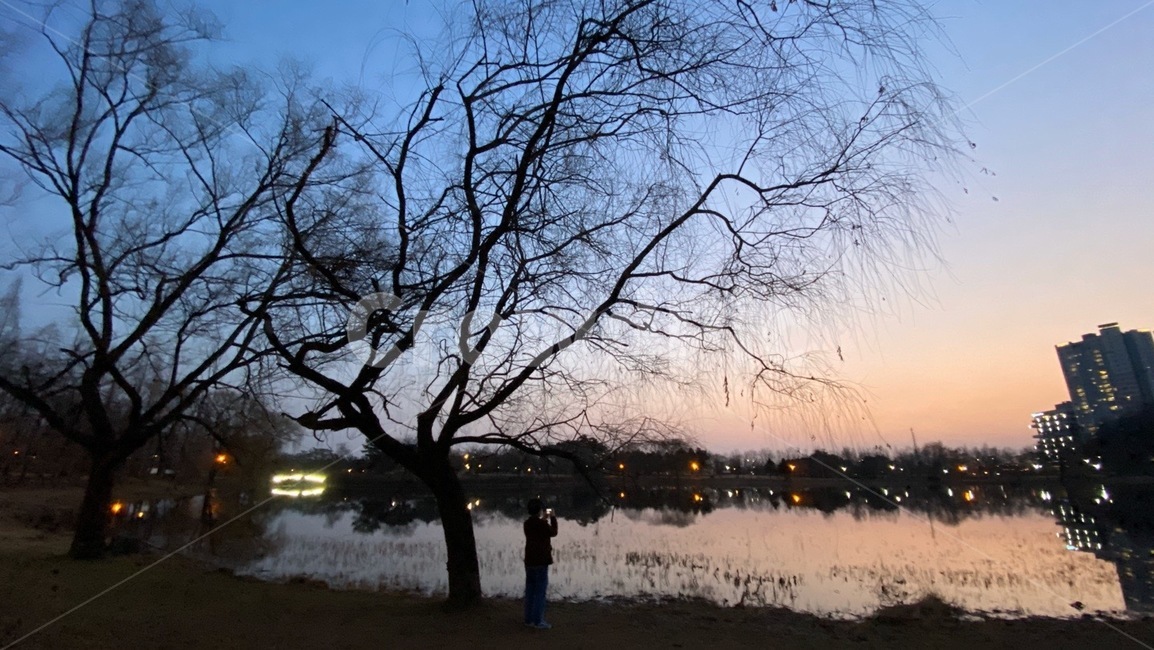 자연,나무,겨울,노을,저녁,옥외,outdoors,nature,tree,winter,sunset,sky,하늘,afternoon