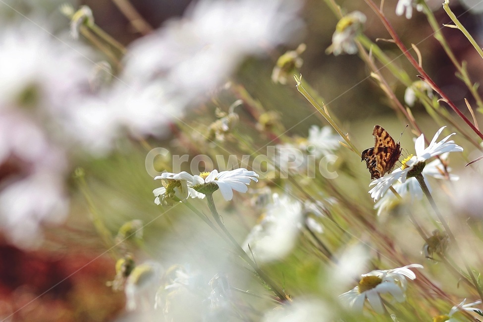 꽃,나비,호랑나비,자연,식물,곤충,butterfly,식물,자연,plants,nature,곤충,벌레,insect,bug