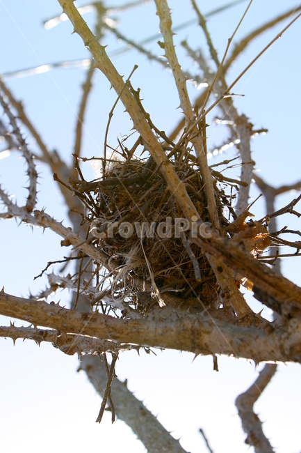 나무,나무가지,앙상한가지,새둥지,tree,wood,자연,계절,둥지