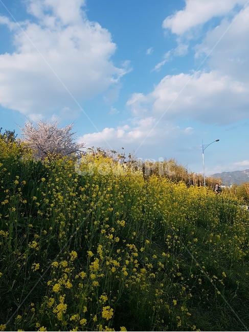 봄,꽃,풍경,자연,하늘,공원,구름,꽃밭,유채꽃,벚꽃,생태공원,자연,풍경,nature,landscape,outdoors,옥외,grassland,목초지,field,들,meadow,rural,농촌,farm,농장