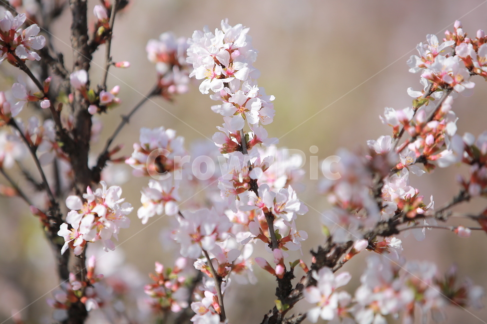 벚꽃,꽃,새싹,봄,벚꽃놀이,하늘,분홍색,분홍색꽃,캐논,5dmark3,봄,계절,spring,season,식물,자연,plants,nature,꽃,flower,plant,blossom