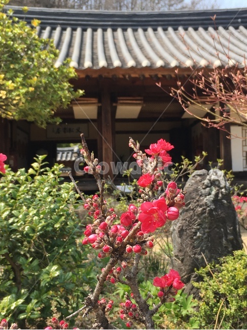 송소고택,고택,목조건물,봄,꽃,새순,새잎,배경,songso,oldhouse,woodenbuilding,spring,flower,newleaf,bud,shoot,background,한국전통,한국문화,korean traditional,korean culture,건축물,건물외관,exterior,building,structure,architecture,construction