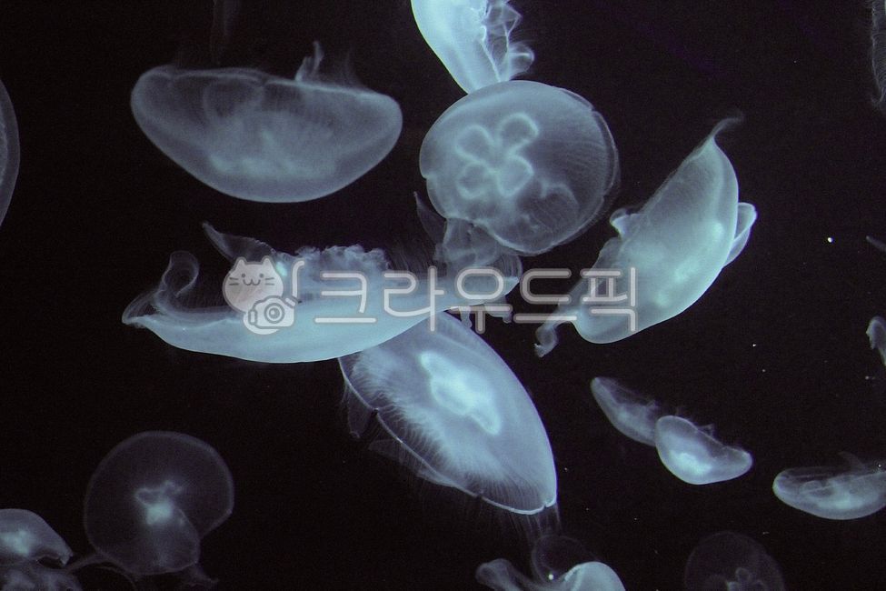 sealife,해양생물,animal,동물,jellyfish,해파리,invertebrate,무척추동물