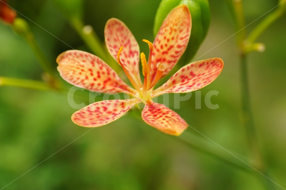범부채꽃,꽃,플라워,식물,자연,flower,nature,한국자연,한국의자연,snap,snapshot,스냅,스냅사진,스넵,스넵사진,풍경,landscape,plant,plants,꽃사진,식물,자연,plants,nature,꽃,flower