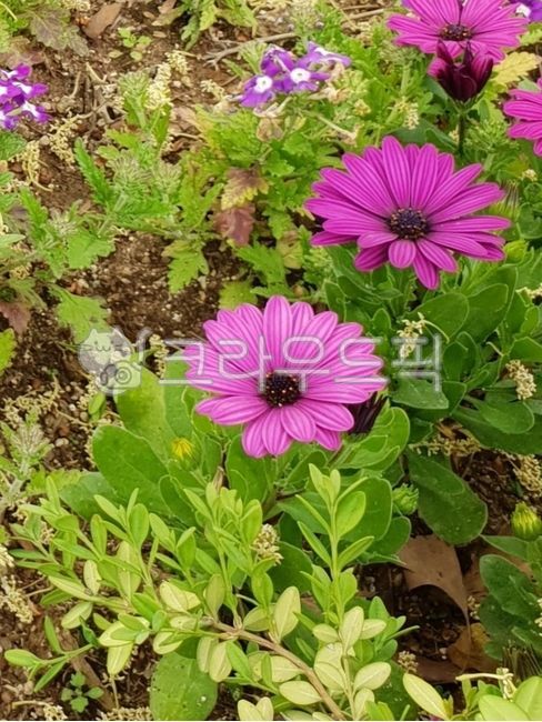spring,nature,Osteospermum,African Daisy,Dimorphotheca,plant,osteospermum,flower