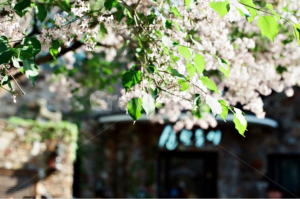 빛,꽃,나무,flower,tree,거리,길,햇살,식물,자연,plants,nature,꽃,flower