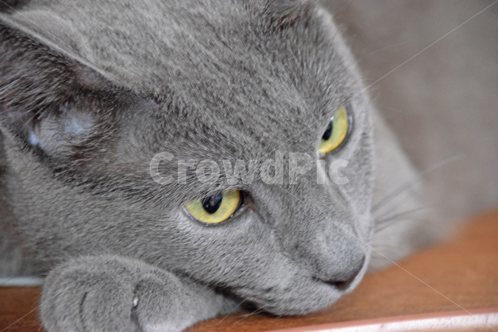 고양이,애완동물,러이안블루,동물,냥이,애완고양이,집사,동물,animal,포유류,mammal,고양이,cat,kitten,kitty