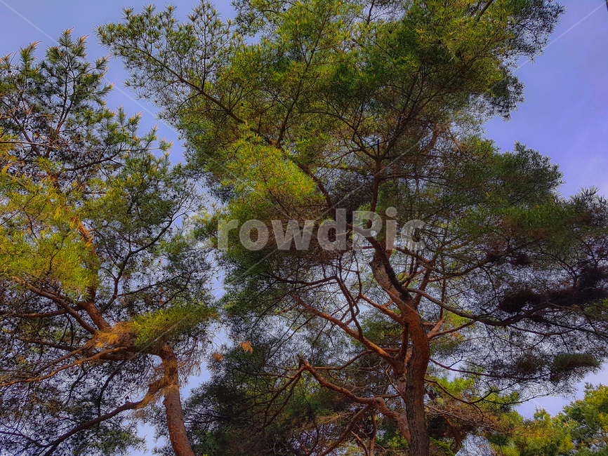 봄,나무,전나무,풍경,배경,녹색,소나무,아침,spring,tree,firtree,landscape,background