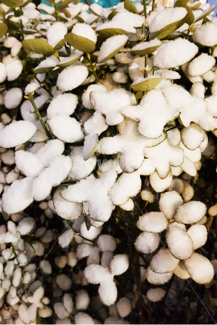 눈,눈꽃,눈밭,나무,잎,나뭇잎,잎사귀,하얀눈,하양,겨울,계절,winter,season,식물,자연,plants,nature