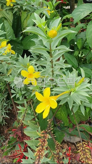 Allamanda,nature,yellow,vegetation,leaf,Cathartica,flower,horticulture,petal,grass,plant,garden