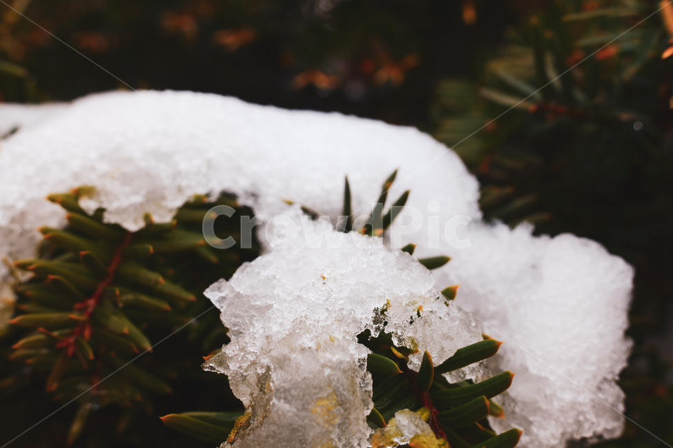 나무,눈,겨울,눈송이,접사,감성,겨울,계절,winter,season