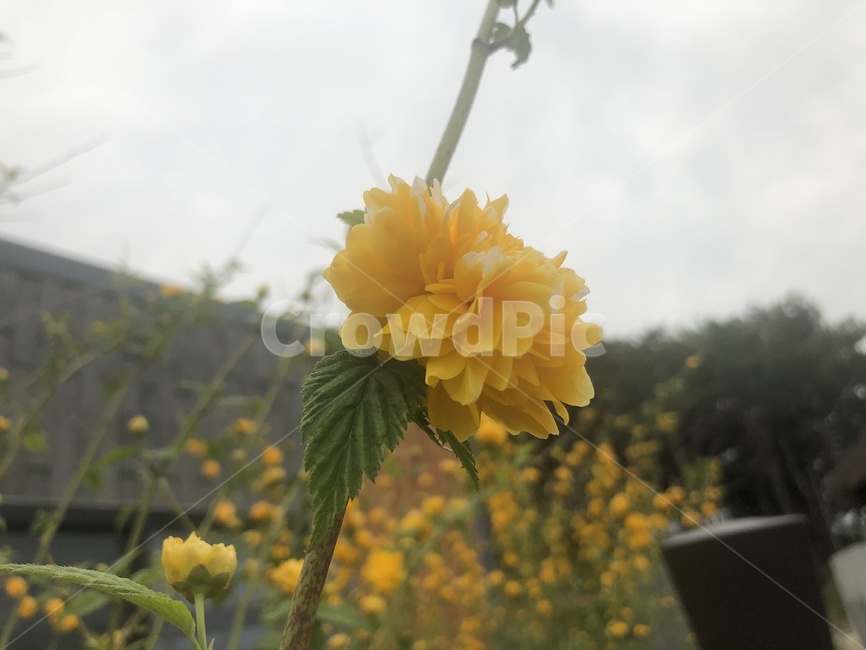 봄,산책,꽃,산길,황매화