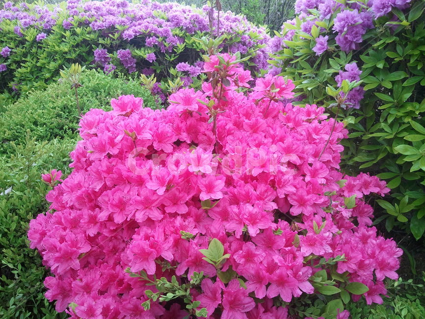 철쭉,smilerosebay,진달래과,식물,봄꽃,개꽃나무,관상용
