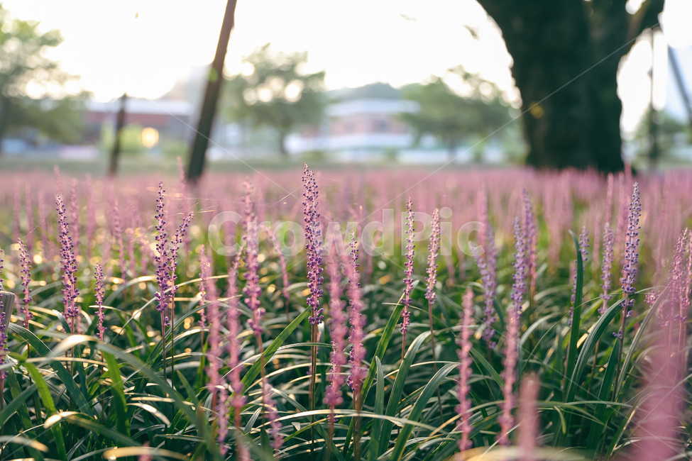 꽃,맥문동,보라꽃,여름꽃,성밖숲,식물,자연,plants,nature,꽃,flower