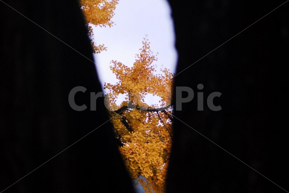 은행나무,가을풍경,노란색,가을,계절,fall,가을,계절,fall,autumn,season,식물,자연,plants,nature,나무,trees,wood,tree,plant