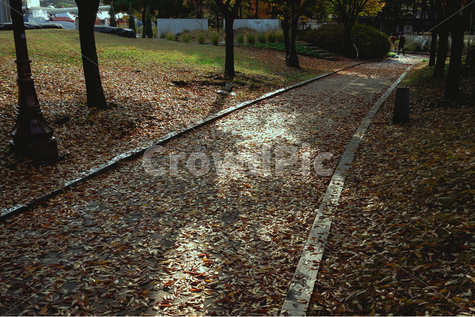오솔길,공원길,낙엽,낙엽길,road