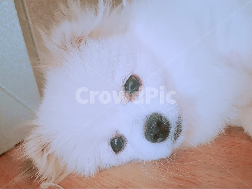 반려견,강아지,귀여운강아지,반려동물,강아지눈,개,dog,동물,animal,포유류,mammal,개,강아지,dog,doggy