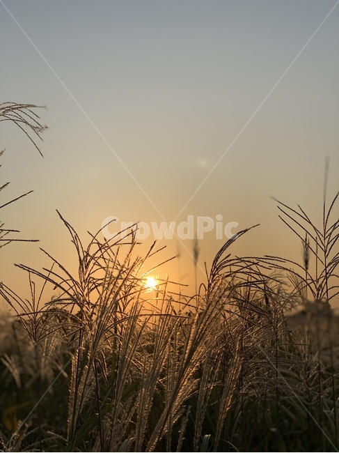 갈대,억새,가을,풍경,하늘,fall,autumm,sky,grass,가을,계절,fall,autumn,season,식물,자연,plants,nature,잔디,plant,outdoors,옥외