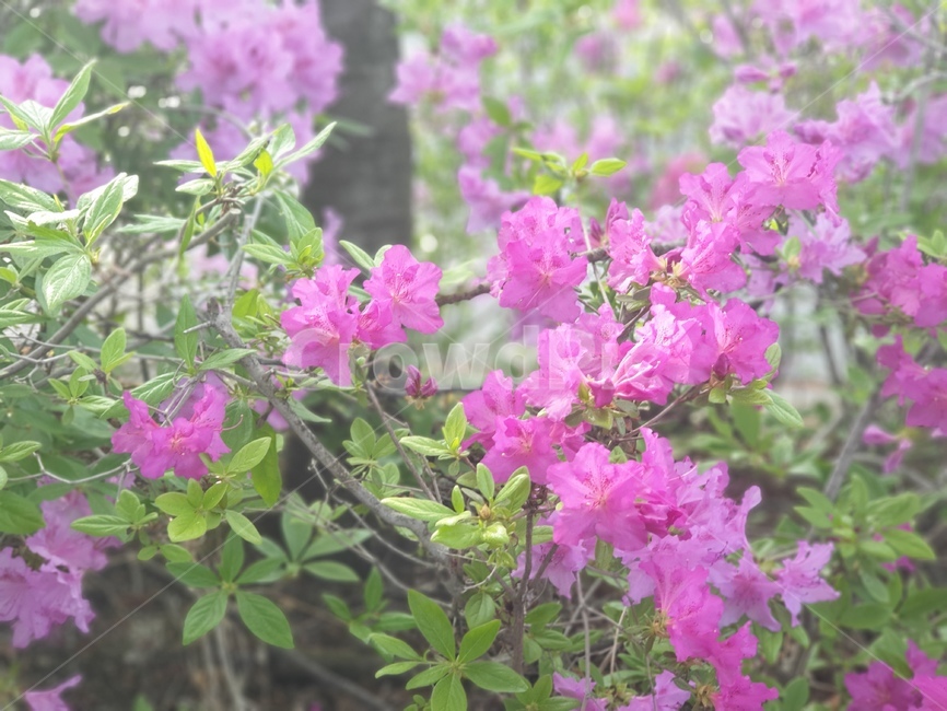 꽃,자연,분홍색꽃,보라색꽃,봄,봄꽃