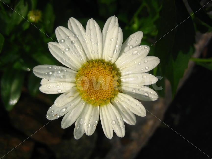 꽃,식물,가을,숲,애틀란타,식물,자연,plants,nature,꽃,flower