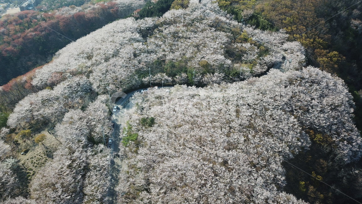 황령산,벚꽃,봄꽃,봄,부산황령산,부산,항공샷,버드아이즈,봄,계절,spring,season,자연,풍경,nature,landscape,plant,식물