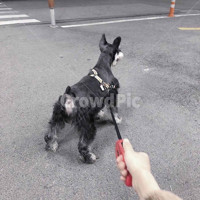 산책,강아지,슈나우져,dog,손,손목,strap,견장,동물,animal,포유류,mammal,개,강아지,dog,doggy