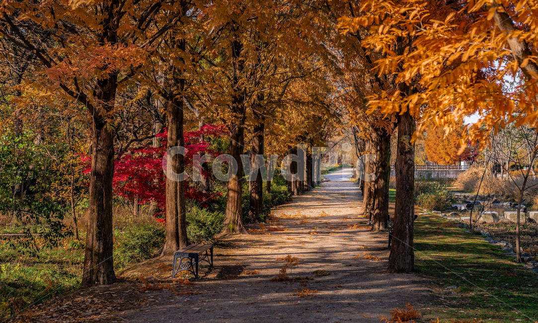 가을,단풍,풍경,산책,감성,가을감성,나무,길,벤치,낙엽,가을,계절,fall,autumn,season,자연,풍경,nature,landscape,tree,plant,식물,tree trunk,나무 줄기,leaf,잎