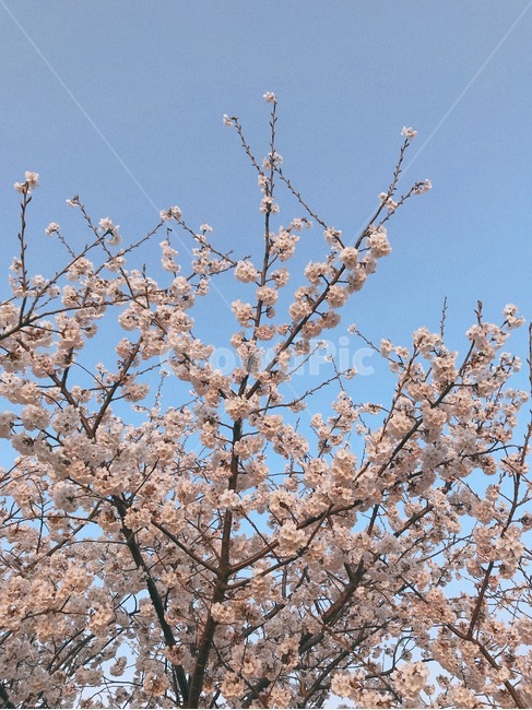 벚꽃,봄,벚꽃나무,cherryblossoms,계절,하늘,spring,봄,계절,spring,season,자연,풍경,nature,landscape,plant,식물,blossom,꽃,flower
