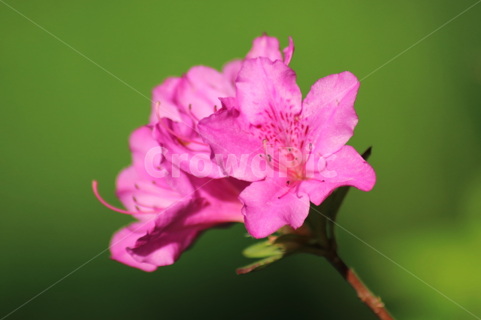 자연,꽃,철쭉,봄,spring,봄,계절,spring,season,식물,자연,plants,nature,꽃,flower,blossom,geranium,제라늄,plant