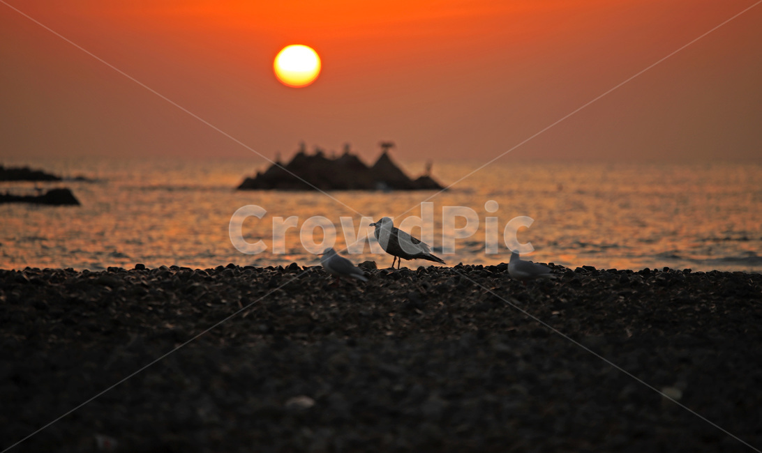 바다,일출,문무대왕릉,경주,bird,새,animal,동물,새벽,redsky,붉은하늘,sky,하늘,outdoors,옥외,nature,자연,sunset,황혼,자연,풍경,nature,landscape,한국자연풍경,한국자연경관,korea nature landscape,새해,new year