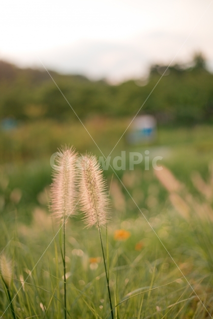 강아지풀,풀,공원,식물,풍경,식물,자연,plants,nature