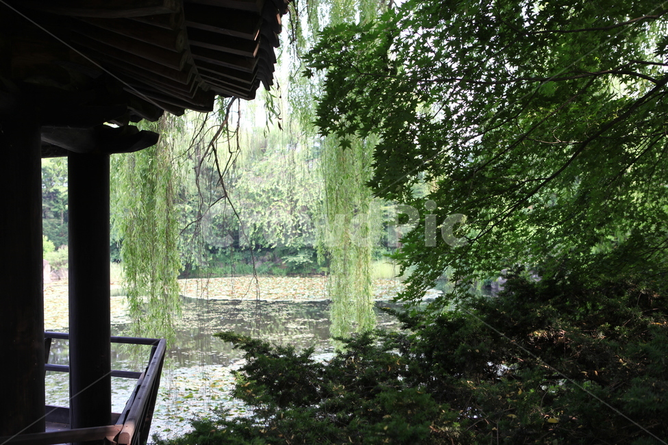 정자,나무,연못,능수버들,한국의정원,자연,풍경,nature,landscape,한국자연풍경,한국자연경관,korea nature landscape,한국전통,한국문화,korean traditional,korean culture,plant,식물,tree