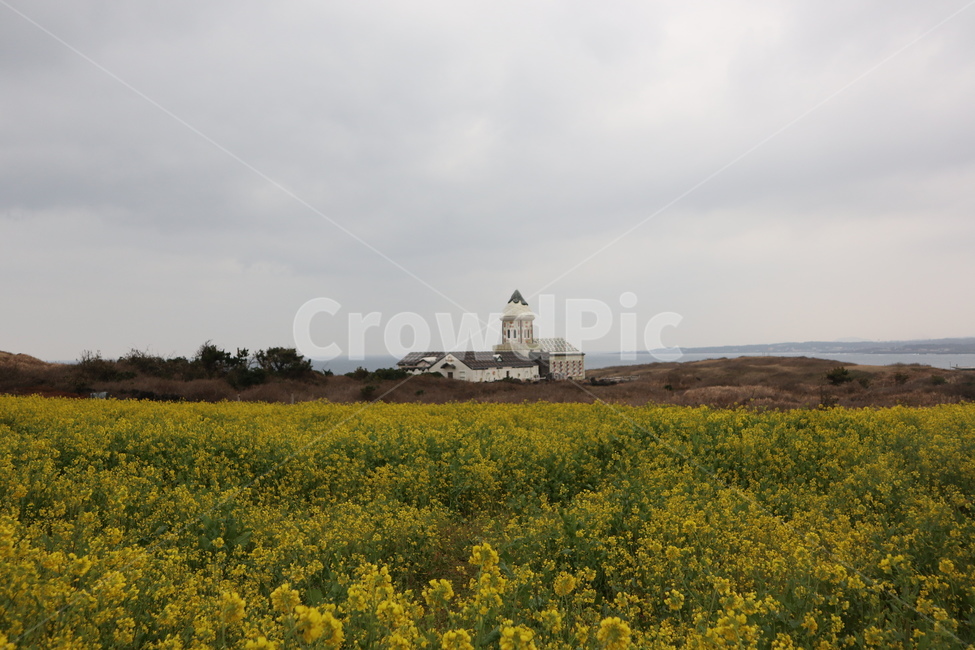 제주도,봄,유채꽃,따뜻함,꽃,grassland,섭지코지,countryside,field,자연,outdoors,옥외,nature,들,식물,자연,plants,nature,꽃,flower