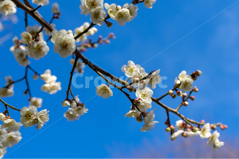 매화,파란하늘,봄,꽃,자연,야외,클로즈업,하늘,봄,계절,spring,season,plant,식물