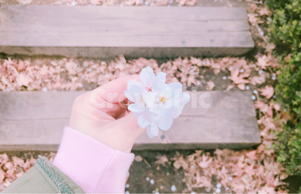 봄,벚꽃,감성사진,꽃송이,꽃,봄,계절,spring,season,식물,자연,plants,nature,꽃,flower,감성,sensible,feeling,plant