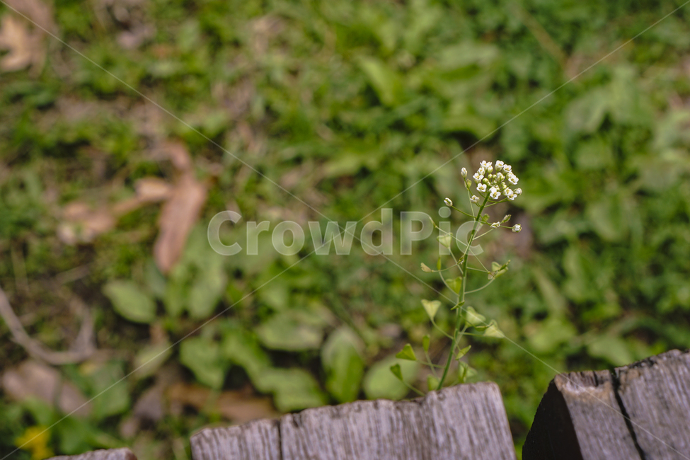 꽃,식물,봄,감성사진,자연,flower,plants,nature