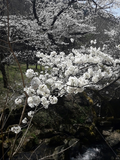 벚꽃,냇가,흰색,산,나무