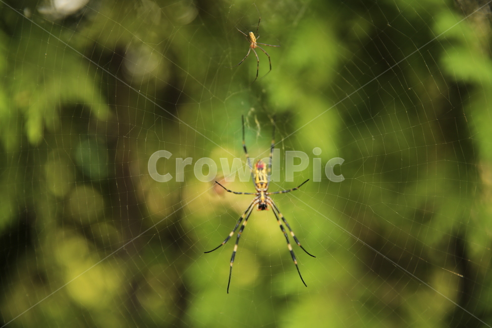 거미,거미줄,어미거미,새끼거미,절지동물,동물,animal,곤충,벌레,insect,bug
