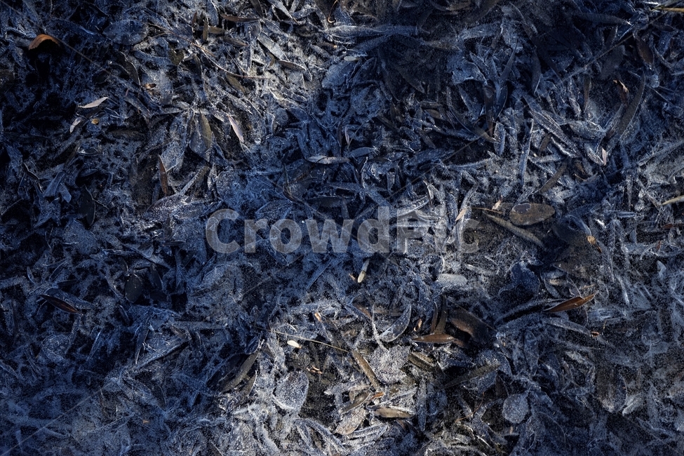 겨울,연못,물,얼음,식물,자연,winter,ice,cold,pond,freeze,leaves,plant,nature,season,sunlight,lonely,solitary,lonesome