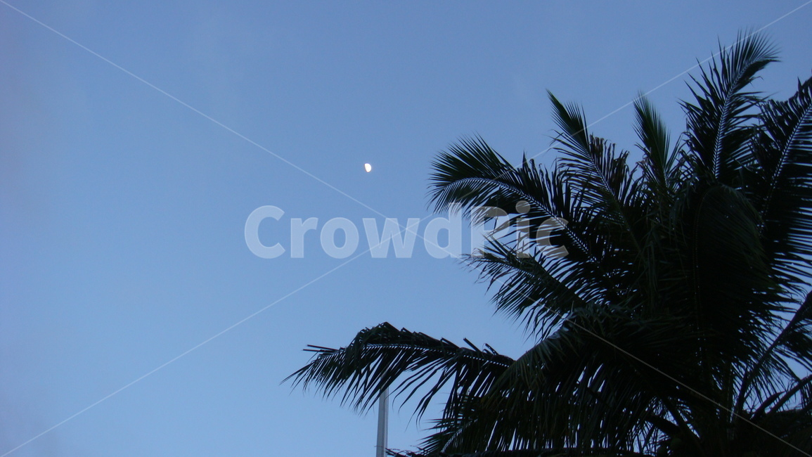 달,야자수,하늘,밤하늘,여름하늘,휴양지,moon,tree,palm,palmtree,night