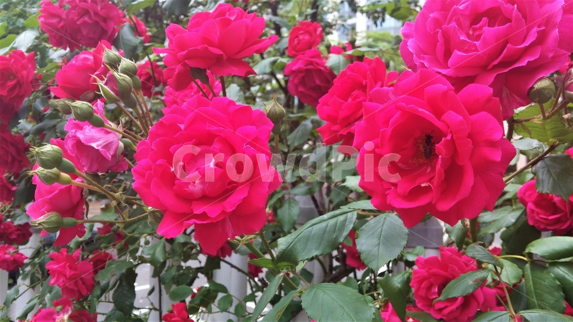 plant,식물,flower,rose,장미,꽃,붉은장미