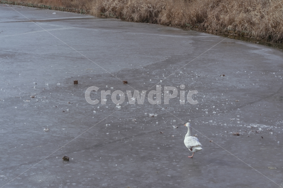거위,얼음,빙판,한파,호수,자연,겨울,계절,winter,season,동물,animal,조류,새,birds