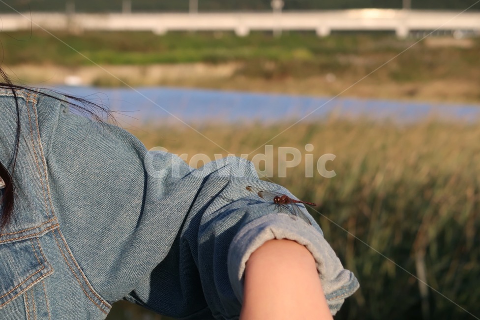 잠자리,가을,가을잠자리,고추잠자리,dragonflies,fall,가을,계절,fall,autumn,season,동물,animal,곤충,벌레,insect,bug