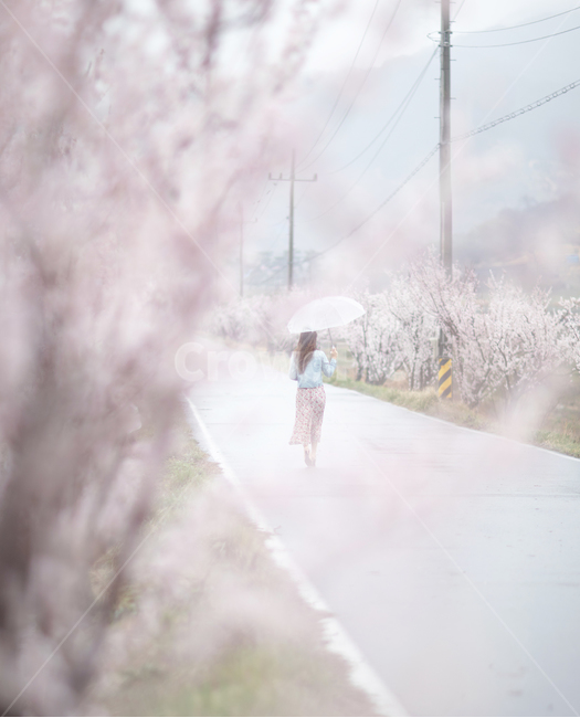 봄나들이,꽃길,비오는날,봄비,매화꽃,매화꽃길,매화,봄꽃,weather,날씨,rainy,비,우산