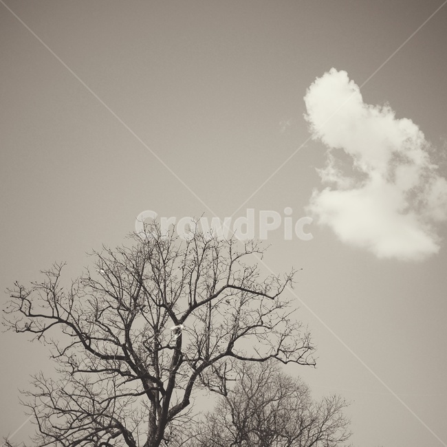 흑백사진,나무,구름,nature,자연,tree,cloud,흑백,모노톤,monochrome,black and white